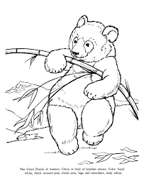 Giant Panda Bear Drawing And Coloring Page Panda Coloring Pages Bear Coloring Pages Animal Coloring Pages