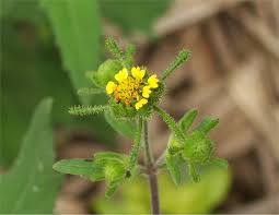 Image result for Sigesbeckia