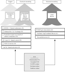 This has helped us grow, capture the market, and enhance our remodeling capabilities. Role Of Ros In The Pathogenesis Of Atrial Fibrillation References In Download Scientific Diagram