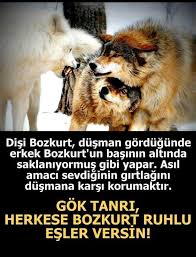 Colony Fishing Adli Kullanicinin Sadece Bozkurtlar Wolves Panosundaki Pin Kurt Bilgi