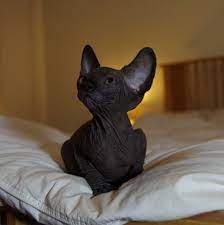 Look at pictures of sphynx kittens who need a home. Sphynx Cat Black White Related Keywords Amp Suggestions Sphynx Cat Black Cat Breeds Cat Breeds Siamese Fluffy Cat Breeds