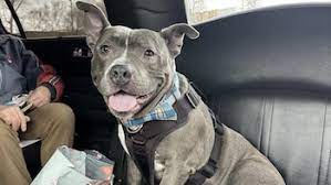 De la perrera a la limusina: la emotiva historia de Chester, el pitbull que esperó casi 600 días para ser adoptado - Infobae