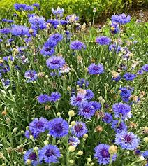 Flowers attract butterflies, are superb additions to fresh or dried arrangements. Blue Boy Bachelor Buttons John Scheepers Kitchen Garden Seeds