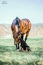 Image result for skotský setr gordonsetr