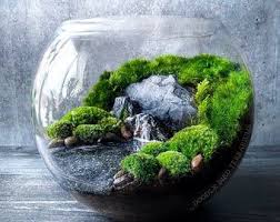 Ocean Cove Terrarium With Live Plants In 2020 Terrarium Miniature Garden Plants Miniature Garden