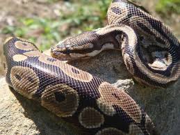 See full list on ballpythonguide.com 26 Cool Facts About Ball Pythons Embora Pets