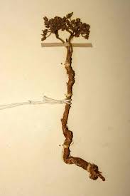 Image result for Cynanchum praecox