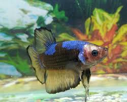 Betta Fish Unique Breeding Pair Blue Eye Blue Samurai Male Female Betta Fish Ideas Of Betta Fis Betta Aquarium Fish For Sale Tropical Freshwater Fish