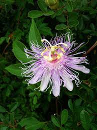 Floral arrangements, floral design, wedding and special events flowers, custom silk arrangements for home decor floral. Purple Passionflower Katy Texas Passion Flower Wild Flowers Plants