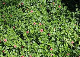 Image result for Barleria tanzaniana