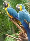 2 parrots dancing to music