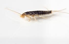 Stir the ingredients thoroughly until the components form a paste. How To Get Rid Of Silverfish Home Quicks