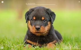 Wondering how to breed rottweilers? My Rottweiler Cute Dog Puppy Wallpapers