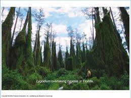 We did not find results for: Ppt The Plant Kingdom Seedless Vascular Plants Powerpoint Presentation Id 1158045