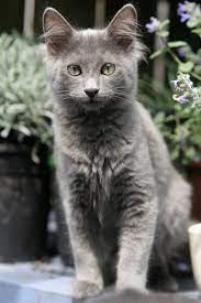 What Should You Feed Your Cat A Few Tips Want To Know More Click On The Image Catscute Nebelung Cat Grey Cat Breeds Cat Breeds