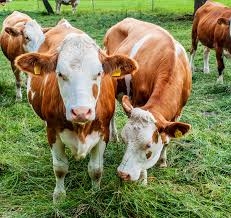 Guernsey Cows| Guernsey Cows for sale- orderlivestock.com