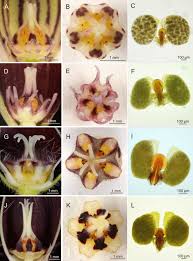 Image result for Ceropegia speciosa