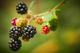 There were also black bugs on some of the berries that had 4 spots on there back. Harvesting Wild Blackberries