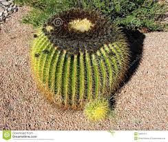 These don't have furry ears and a tail but are the smaller versions of the parent plant at the base. Barrel Cactus Pup Stock Photo Image Of Yellow Cacti 33931214