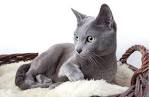 Russian Cat Breeds: Eight Variants to Choose From
