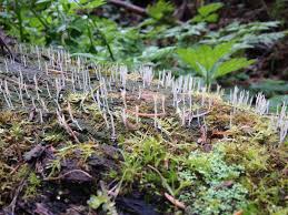 Image result for Multiclavula mucida