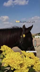 يازين الخيل Iphone Wallpaper Quotes Love Arabic Quotes Cover Photo Quotes