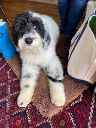 There is not a great size range with our micro mini sheepadoodles. Started F1b Sheepadoodle Puppy Ready 1 2020 Goldendoodle Breeder Ny Goldendoodle Puppies Ny Mini Sheepadoodle Puppies Doodles By River Valley Doodle Puppies
