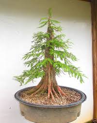 To me, either the trees are too tall or the slab is too short. Bald Cypress Bonsai Bonsai Baum Pflanzen Mammutbaum