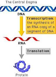 1 central dogma of genetics within each cell the genetic information flows from dna to rna to protein. Dogma Centrala A Biologiei Moleculare Pdf Dwrean Lhpsh