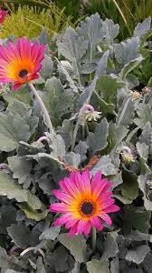 Image result for Arctotis