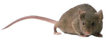 Sognare I Topi O Un Ratto Significato Interpretazioni Numeri