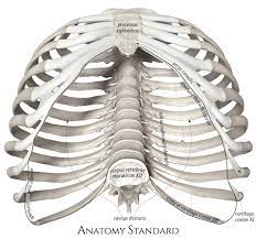 An inhalation is accomplished when the muscular diaphragm, at the floor of the thoracic cavity, contracts and flattens, while the contraction of intercostal muscles lift the rib cage up and out. Thoracic Outlet Thorax Rib Cage Body Bones