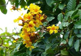 Image result for Markhamia tomentosa