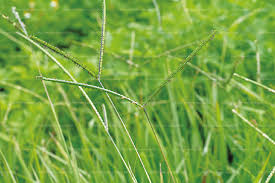 Presl)及 狗牙根 ( cynodon dactylon (l.) pers.) 及光復後引進作為牧草用途的星草(stargrass, cynodon plectostachyas (k. ç™¾å–œè‰ è¾²æ¥­çŸ¥è­˜å…¥å£ç¶²