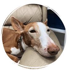 Our emergency animal clinic has provided services in san antonio for 35 years. Emergency Vet Care In Lakeland Fl Lakeland Animal Clinic