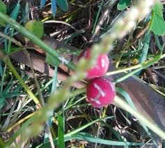 Image result for Diplocyclos