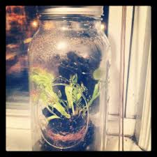 My Venus Flytrap In A Mason Jar Mason Jar Terrarium Venus Fly Trap Terrarium Venus Fly Trap