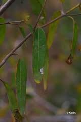 Image result for Tristellateia africana