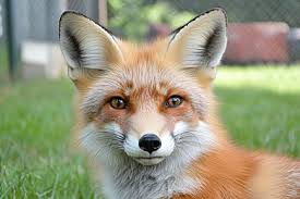 Grey Fox Looking Toward A Forest Background, Silver Fox Pictures, Fox,  Silver Fox Background Image And Wallpaper for Free Download