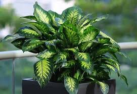Örneğin soğuk iklimlerde iç mekanda yetiştirilen bir süs bitkisi, sıcak iklimlerde dış mekanda. Eviniz Icin En Iyi 10 Ic Mekan Bitkisi Ve Bakimi Gelecegi Yesil Tasarla Yesilodak Com