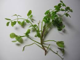 Image result for Fumariaceae