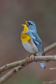 Birds Of A Feather Movie 2020 S Northern Parula Episthmonikh Onomasia Setophaga Americana Koyfahdoni In 2020 Beautiful Birds Birds Pet Birds