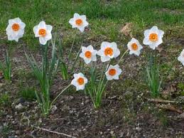 Narcissus Professor Einstein Fall Plants Plants Narcissus