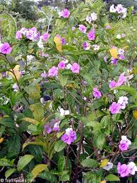 Image result for Brunfelsia pauciflora