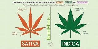 Difference Between Sativa Indica Marijuana Strains