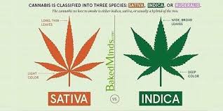 difference between sativa indica marijuana strains