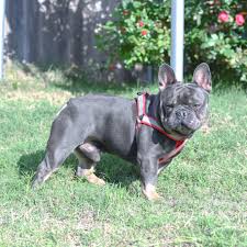 If a blue and tan french bulldog is covered in. Adults Stud Service French Bulldog Usa