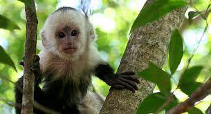 Did You Know Across The Globe Monkeys Have Figured Out Remedies For Common Ailments Just As We Have Cute Animals Animals Are Beautiful People Animals