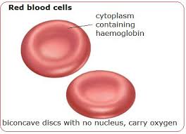 Image result for Red Blood Cell