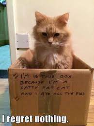 Cat I Regret Nothing Promotions